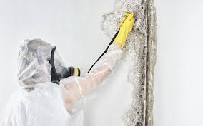 Why You Should Choose Our Mold Remediation Services in Ocean Springs, MS